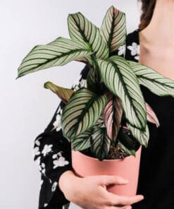 Indoor Plants